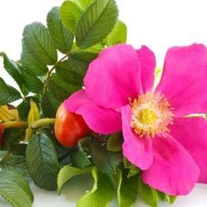 Aceite Esencial Rosa Mosqueta Bio