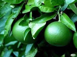 Aceite Esencial Mandarina Verde