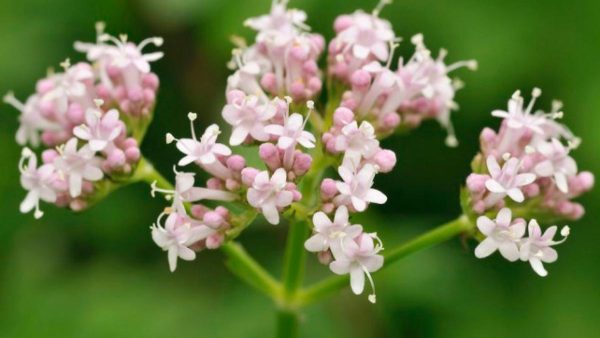 Aceite Esencial de VALERIANA Qaromas